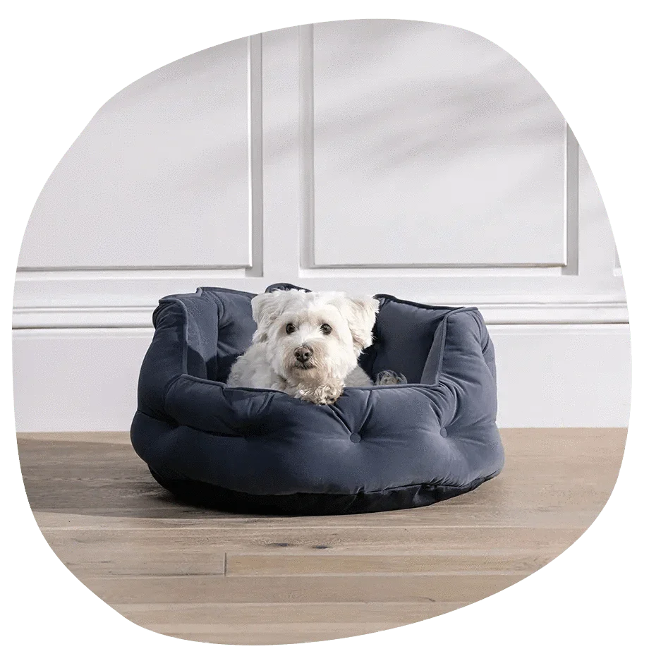 Bunty Pet Products Review: The Simple Way To Keep Pets Happy, Safe And Comfortable