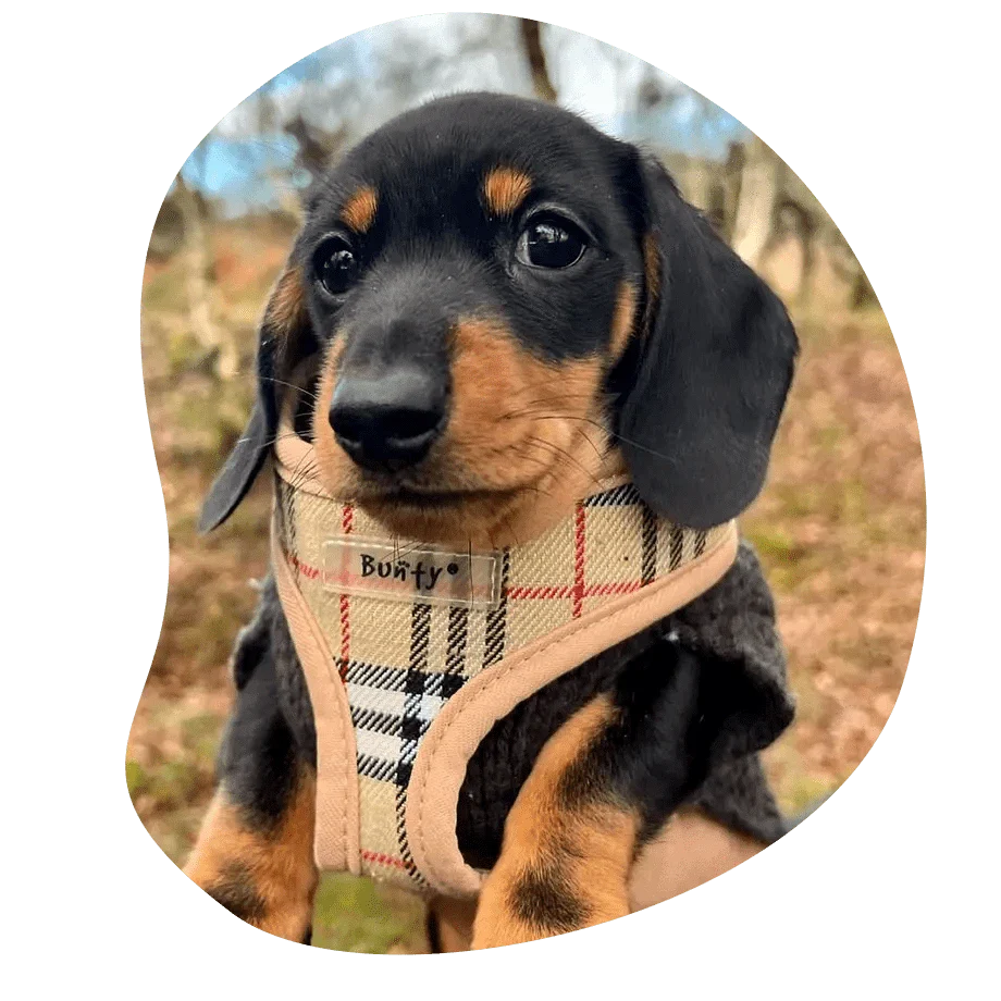 Bunty Pet Products Review: The Simple Way To Keep Pets Happy, Safe And Comfortable