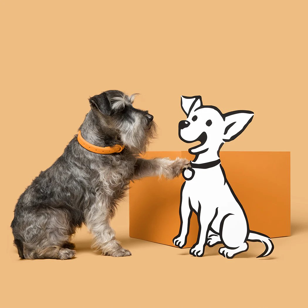 The Best Barking Heads Dog Food For Happy, Healthy Pets